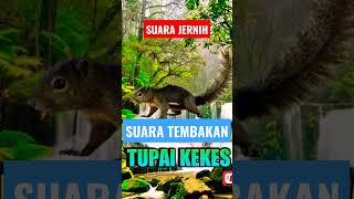 Download lagu suara tupai kekes masteran terbaik #shorts mp3