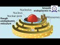 VI STD BOTANY LESSON THE CELL