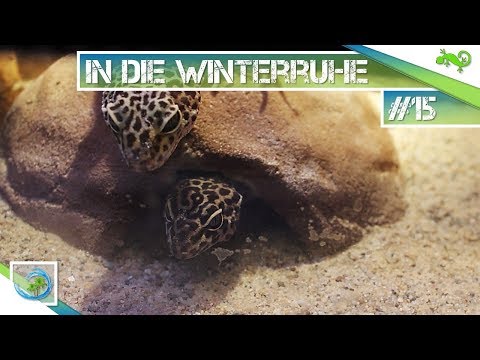 Winterruhe bei Geckos-so gehts! Teil 1 |#15 GeckoTagebuch