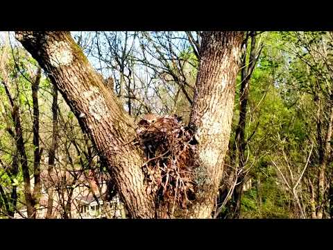 Red Tail Hawks nest - part II