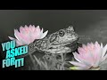 Discover The World S Largest Frog Farm The Magic Of Hatching Frog Eggs