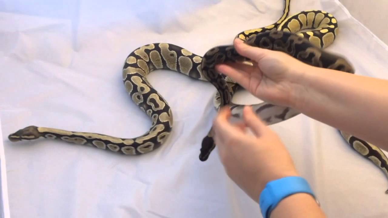 Ball Python Morphs: Desert Ghost