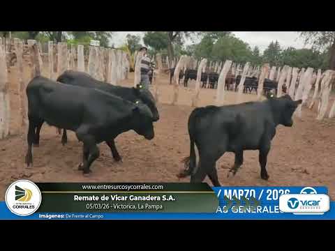 05-03-26 - Remate de Vicar Ganadera - Victorica, La Pampa