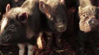 Information on keeping a micro pig!