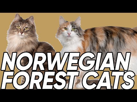5 Fun Facts You Didn't Know About the Norwegian Forest Cat