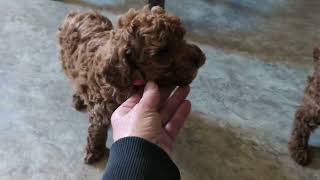 Video preview image #1 Poodle (Miniature) Puppy For Sale in NEW PROVIDENCE, PA, USA