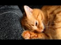 Рыжий кот Персик умывается. Cat washes. 