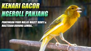 Download lagu KENARI GACOR NGEROL DURASI PANJANG CENGKOK MEWAH UNTUK MASTERAN MURAI & PANCINGAN PAUD NGEREK KAWIN mp3