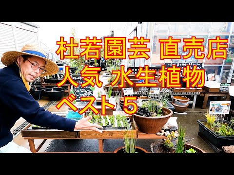 水の心配 池用水生植物 2023