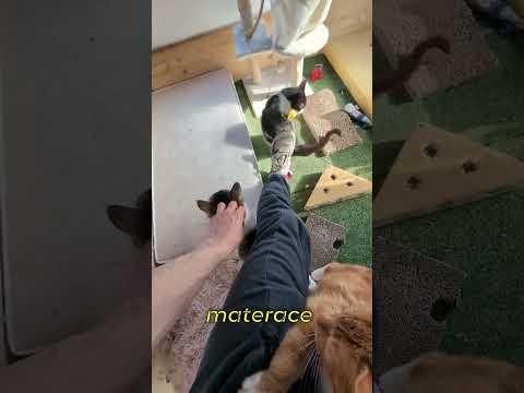 Koty zamieszkały w przyczepie! 🐱 Kolejny krok: WYBIEG 🌿