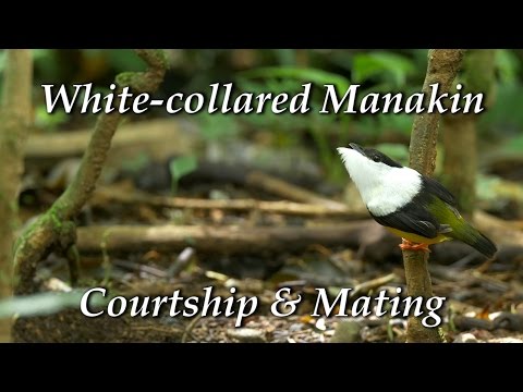 Look at that Lek! 9 Birds That Put on A Show