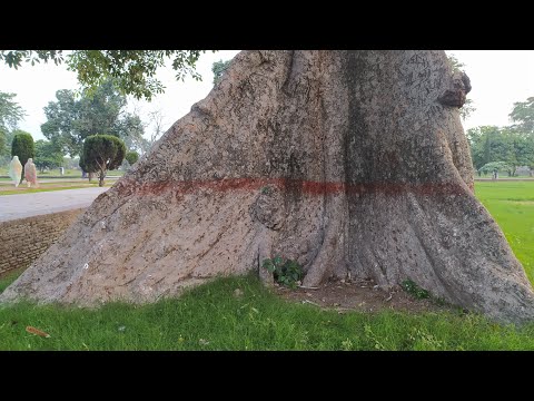 The oldest Tree [Mughal Emperor Era] at Jahangir Tomb