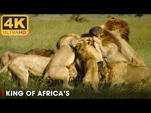 King of Africa's Fiercest Hunters