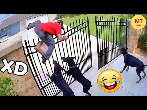 SI TE RÍES PIERDES NIVEL DIOS 😂 VIDEOS DE RISA MUY GRACIOSOS 2025 😂 V53