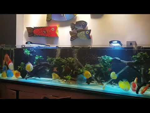 Gorgeous Set Up and Discus Collection ❤️ A new Video. Thanks to the Owner Nhung Dang ❤️