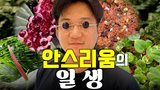 이걸 클릭 안하고 참는다고? ㅣ 원예 전문가가 말아주는 안스리움의 성장 과정