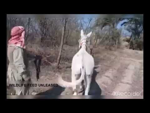 Donkey Horse Mating