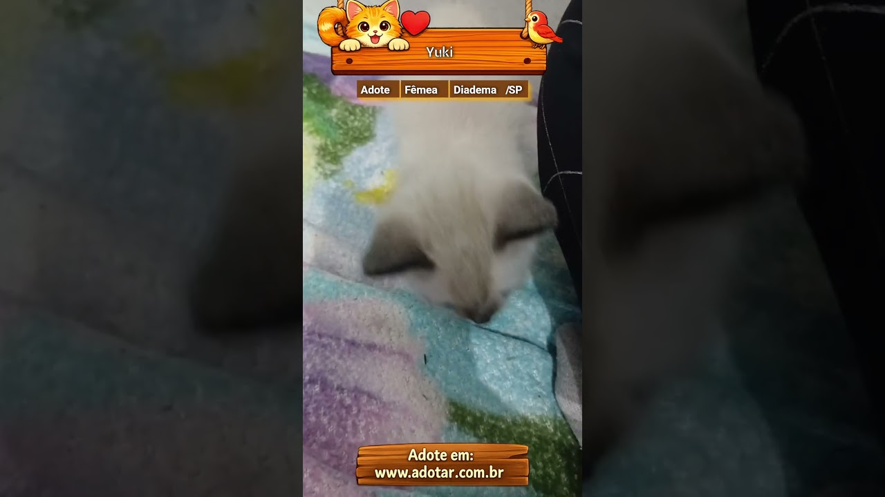 Gato raça Siamês idade Abaixo de 2 meses nome Yuki