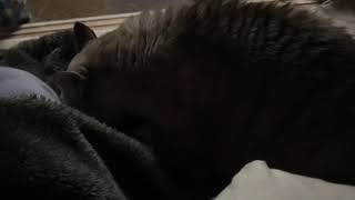 2018.11.24 今日のらに。お布団猫。