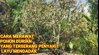 Download lagu PERLAKUAN PADA TANAMAN DURIAN YANG TERSERANG  PENYAKIT LAYU MENDADAK mp3