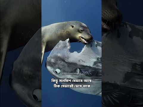 অদ্ভুত এক মাছ