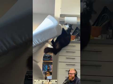 My Cat Is the Messiest Little Roommate 😂🐱 | USA Pets #cats #pets