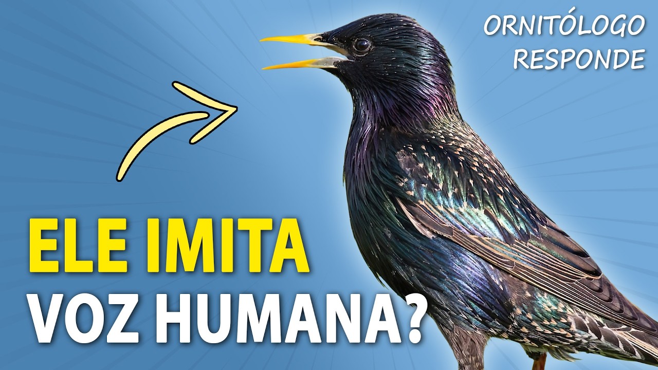 Qual a função das “barbas” da ARAPONGA-DO-NORDESTE? Ornitólogo Responde 47