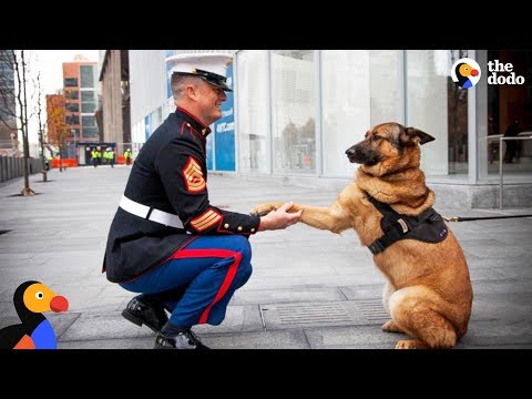 Heartwarming! Soldiers Being Reunited with Their Dogs