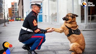 Soldiers Come Home To Dogs Compilation &amp; More | The Dodo Best Of