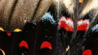 Shocking Blue - The Butterfly And I