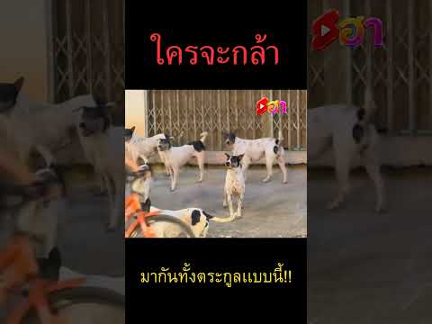 ไครกล้าละเจอเเบบนี้ 🐕🐕🐕😆😆😆#funny #comedy #viral #funnyshorts #funnydogs #shortsฮา #dog #มาเเรง