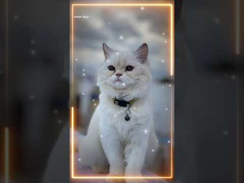 @Shajiliyan😻🖤🤍😍✨