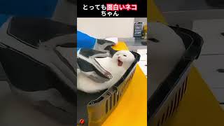とっても面白いネコちゃん#ネコ #面白いネコ #猫動画 #かわいいネコ #ネコの日常#にゃんこ #子猫 #猫との暮らし #ペット動画 #癒し動物 #もふもふ猫 #かわいい猫