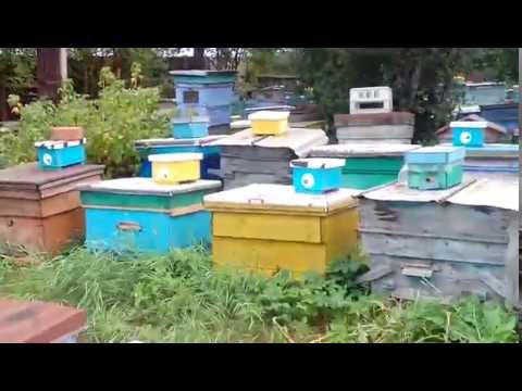 Нуклеусы проверяю на облет маточек Бакфаста F1.The cores tested for flight of maticek Buckfast F1.