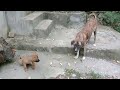 Brown Stray Pup Little Pup Eating Flat Bread Drinking Water Playing Barking Together DejaWu Sadia Uk