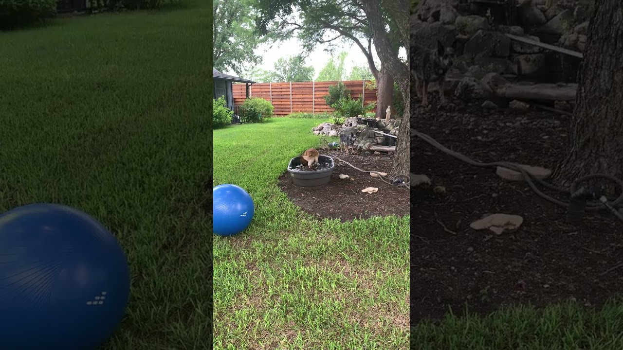 Enlarge Josie, a ADOPTABLE Australian Cattle Dog / Blue Heeler in Buda, TX video 5/5