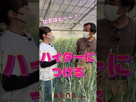 蘭の花を長持ちさせるための適切なケア  庭園