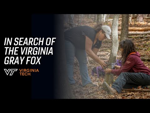 In search of the Virginia Gray Fox