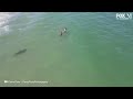 Drone video: Lone shark quietly swims by unsuspecting swimmers at Florida beach