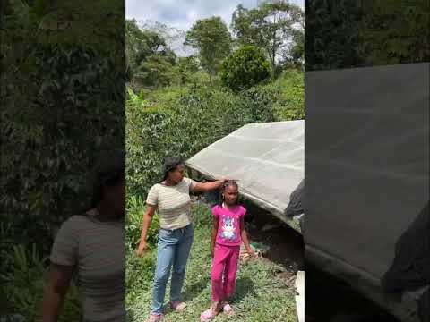 el café de los niches en el municipio de Topaipi cundinamarca