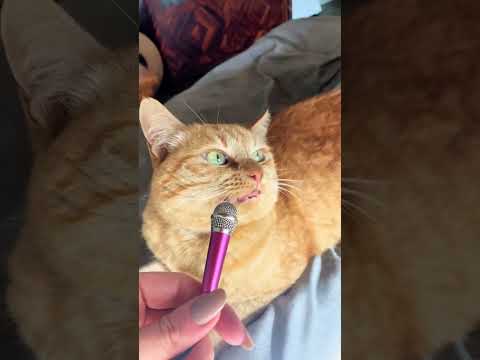 Maullidos y ronroneos