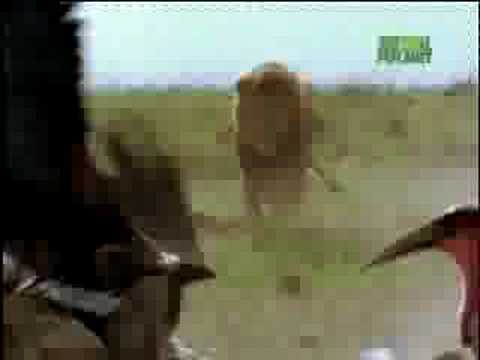 Fooled by Nature - Scavenging Lions