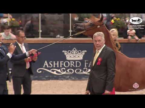 N 105 EMINENCE KA   Sentower Diamond Trophy 2021   International Show   Geldings 1 to 3 years old Cl