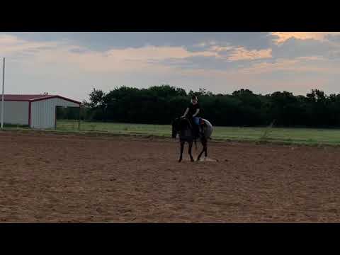 SK- 4 yo blue roan mare