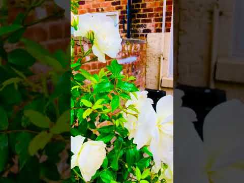 Flowers of my garden