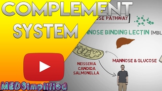 Complement System Made Easy - Immunology- Classical Alternate & Lectin pathway