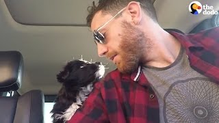 Guy Rescues Puppies On Road Trip | The Dodo