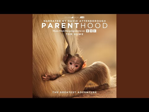Video thumbnail for Newborn Gorilla
