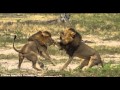 BREAKING NEWS Cecil's brother Jericho shot dead in Zimbabwean park
