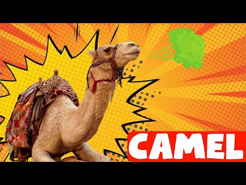 Fun facts about camels-for kids